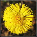 پای کره اسبی